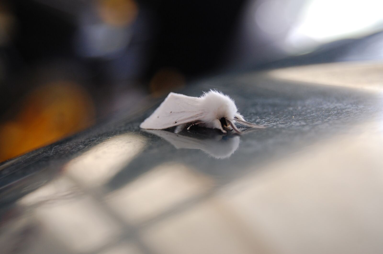 Nikon D40 sample photo. Moth, white moth, leucoma photography
