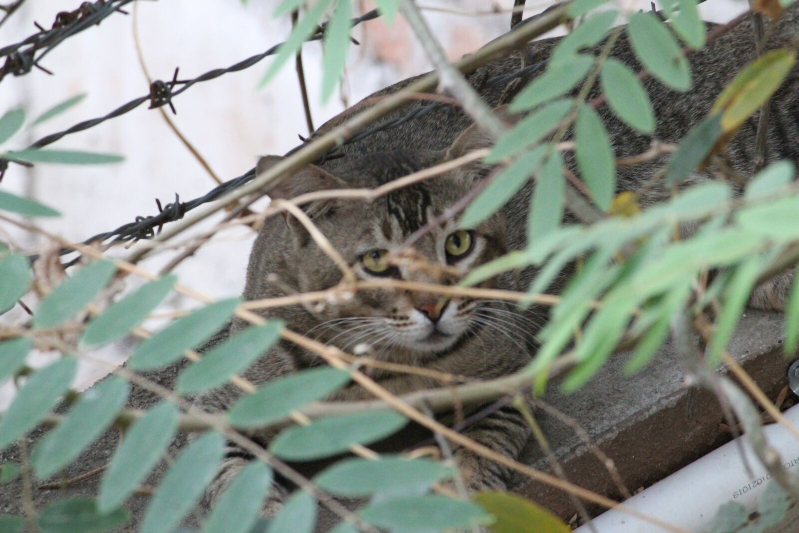 Canon EOS 1300D (EOS Rebel T6 / EOS Kiss X80) sample photo. Cat, wild cat, predator photography