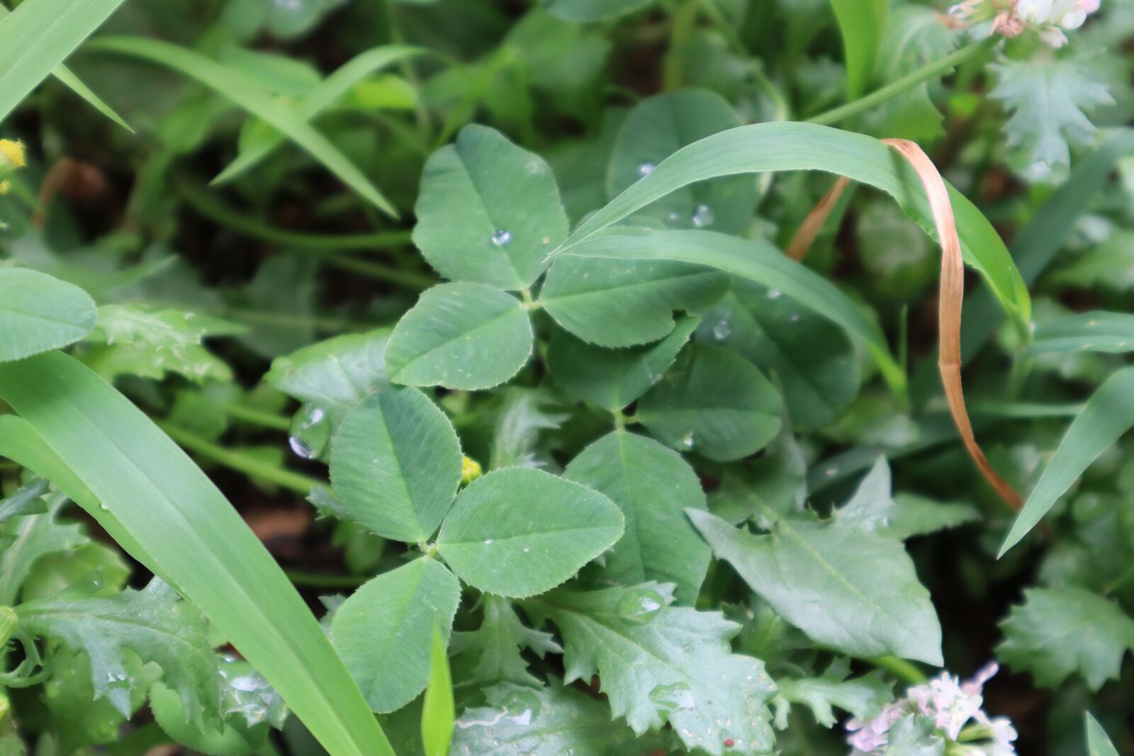 Canon EOS M50 (EOS Kiss M) sample photo. Nature, plants, wood photography