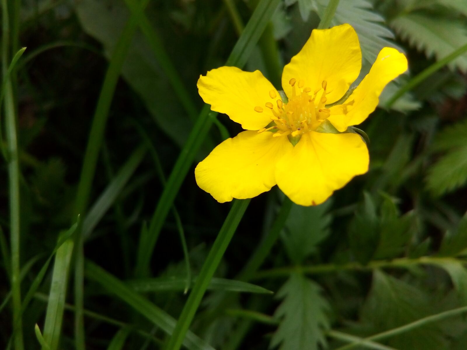 ASUS ZenFone Go (ZC500TG) sample photo. Flower, yellow, wild herbs photography