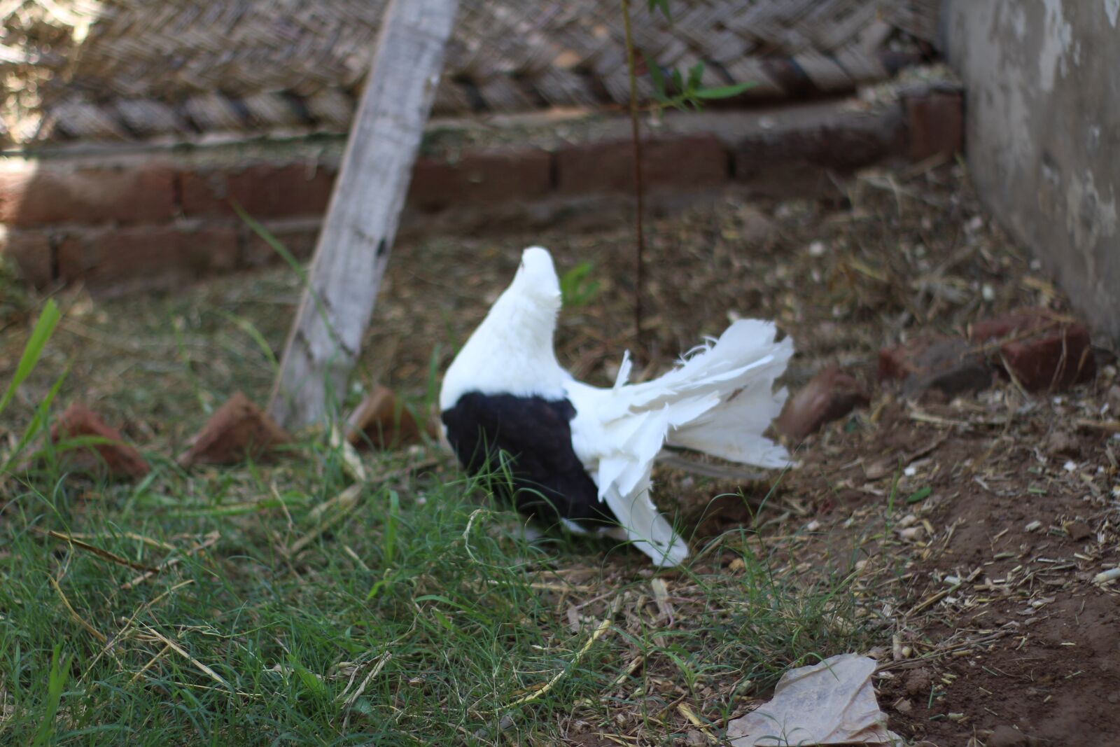 Canon EOS 700D (EOS Rebel T5i / EOS Kiss X7i) sample photo. Animal, bird, pigeons photography