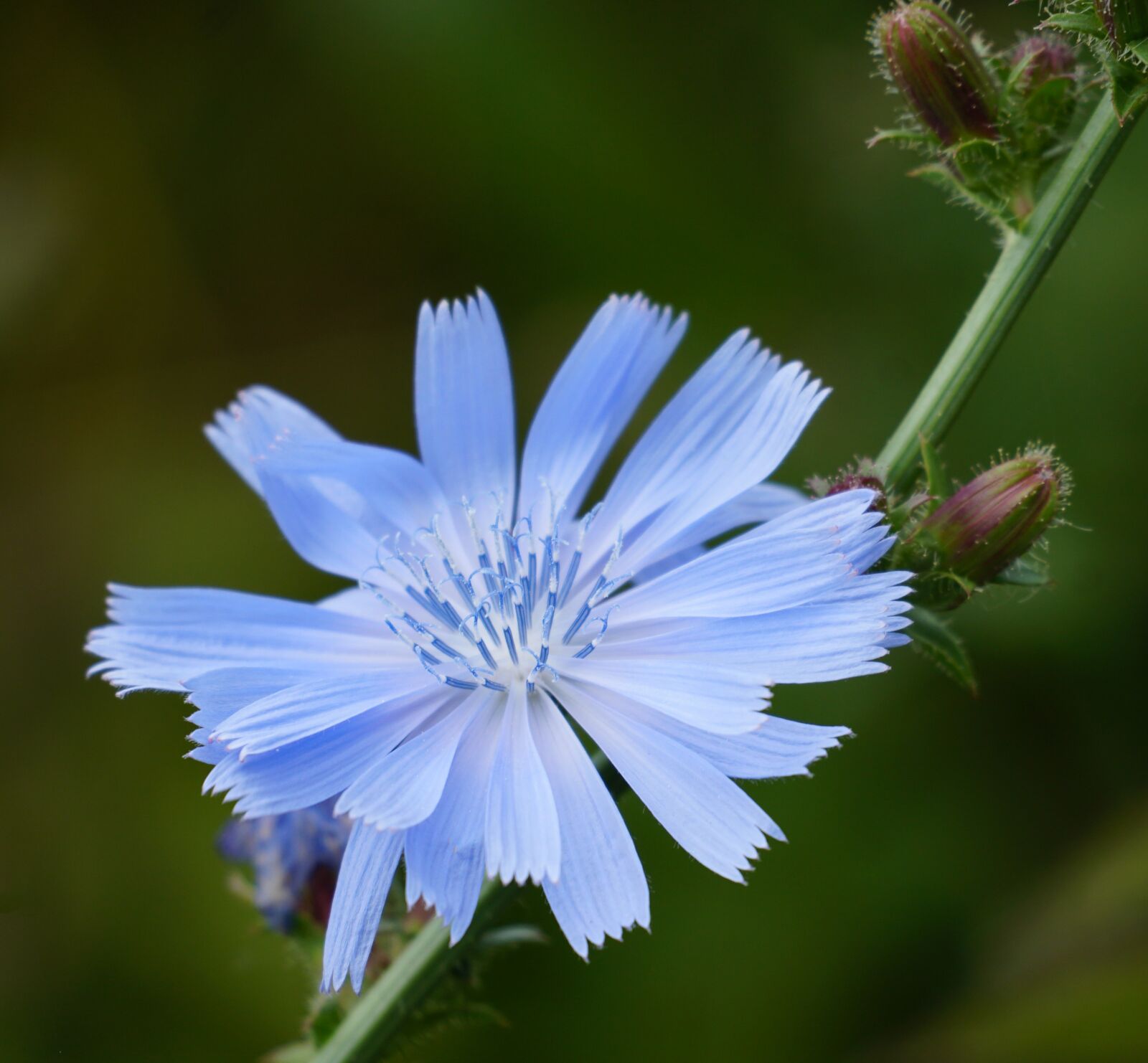 Sony a6500 sample photo. Chicory, flower, bloom photography