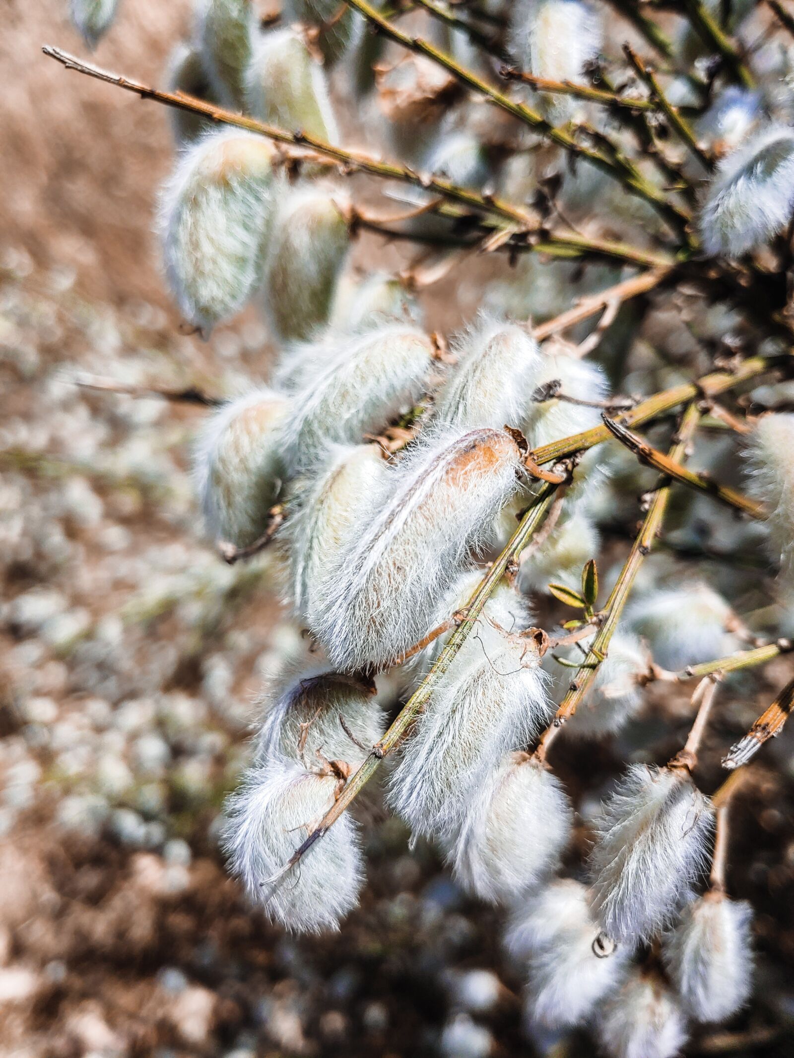 LG LM-G820 sample photo. Furry seed, furry, seeds photography