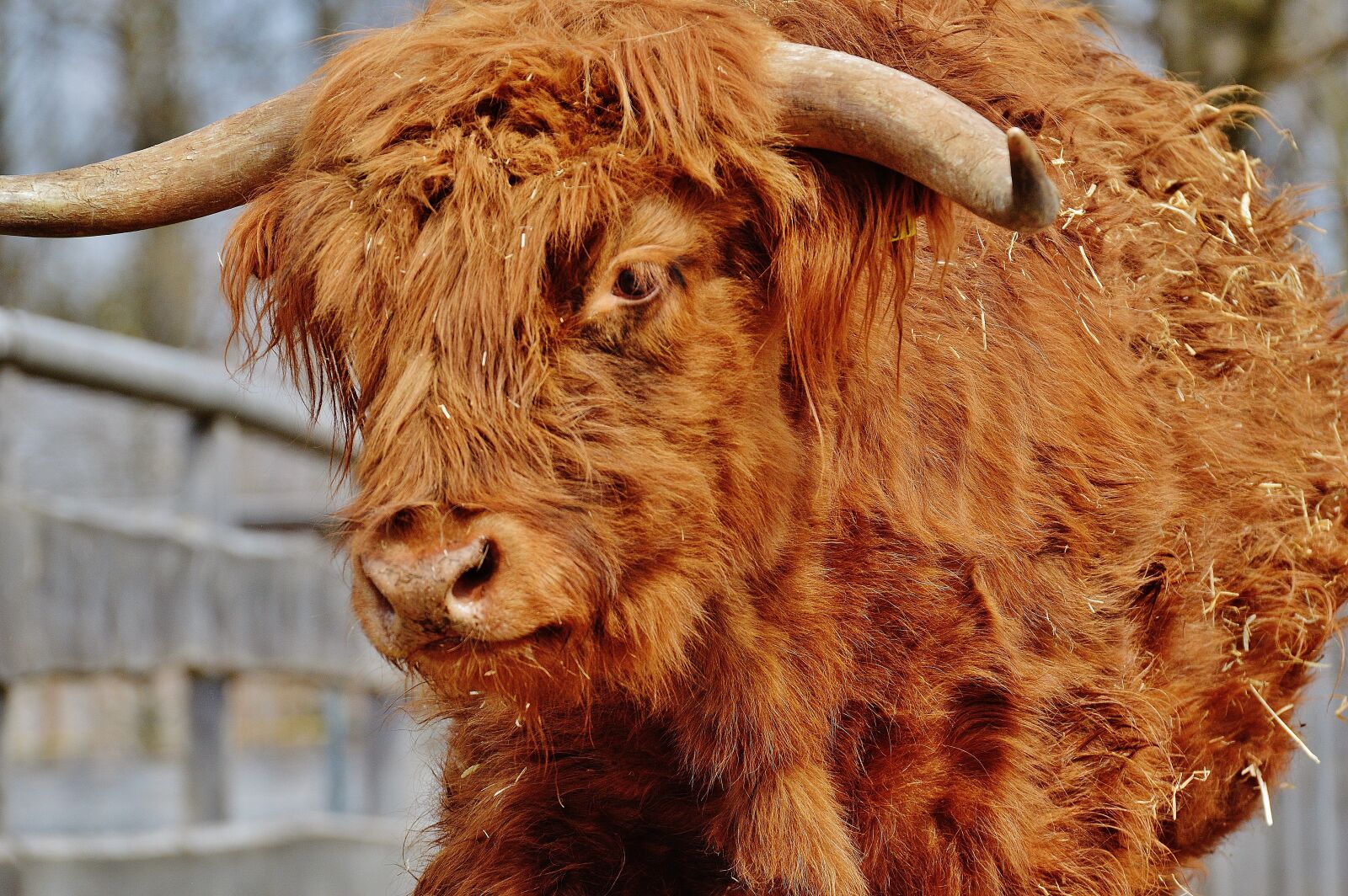 Nikon D3200 sample photo. Bull, beef, horns photography
