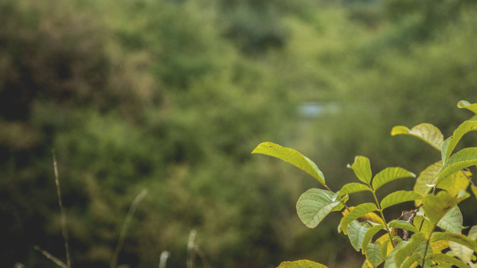 24-70mm F2.8-2.8 SSM sample photo. Leaves, nature, plant photography