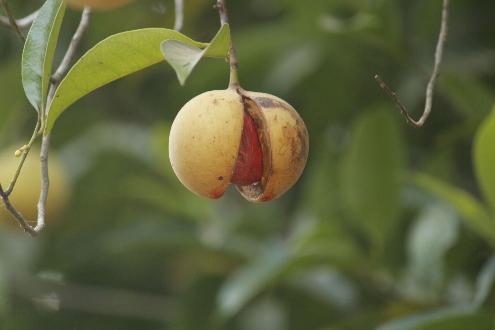 Canon EOS 700D (EOS Rebel T5i / EOS Kiss X7i) sample photo. Agriculture, diet, eating, food photography