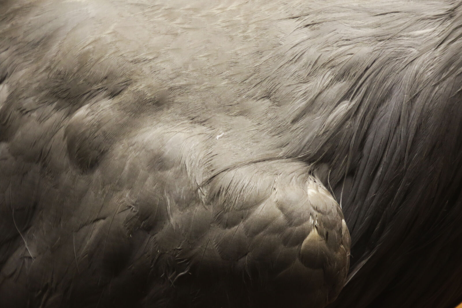 Canon EOS 7D Mark II sample photo. Animal, background, bird, blue photography
