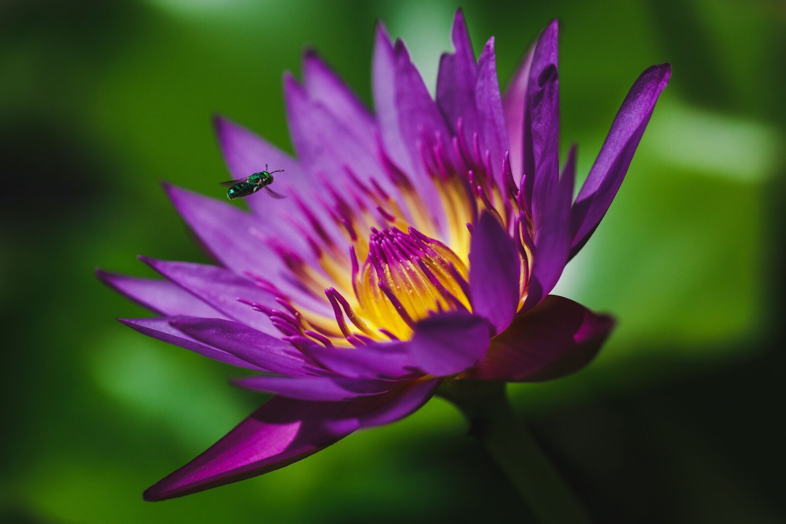 Canon EF 100mm F2.8L Macro IS USM sample photo. Lily water, flower, green photography