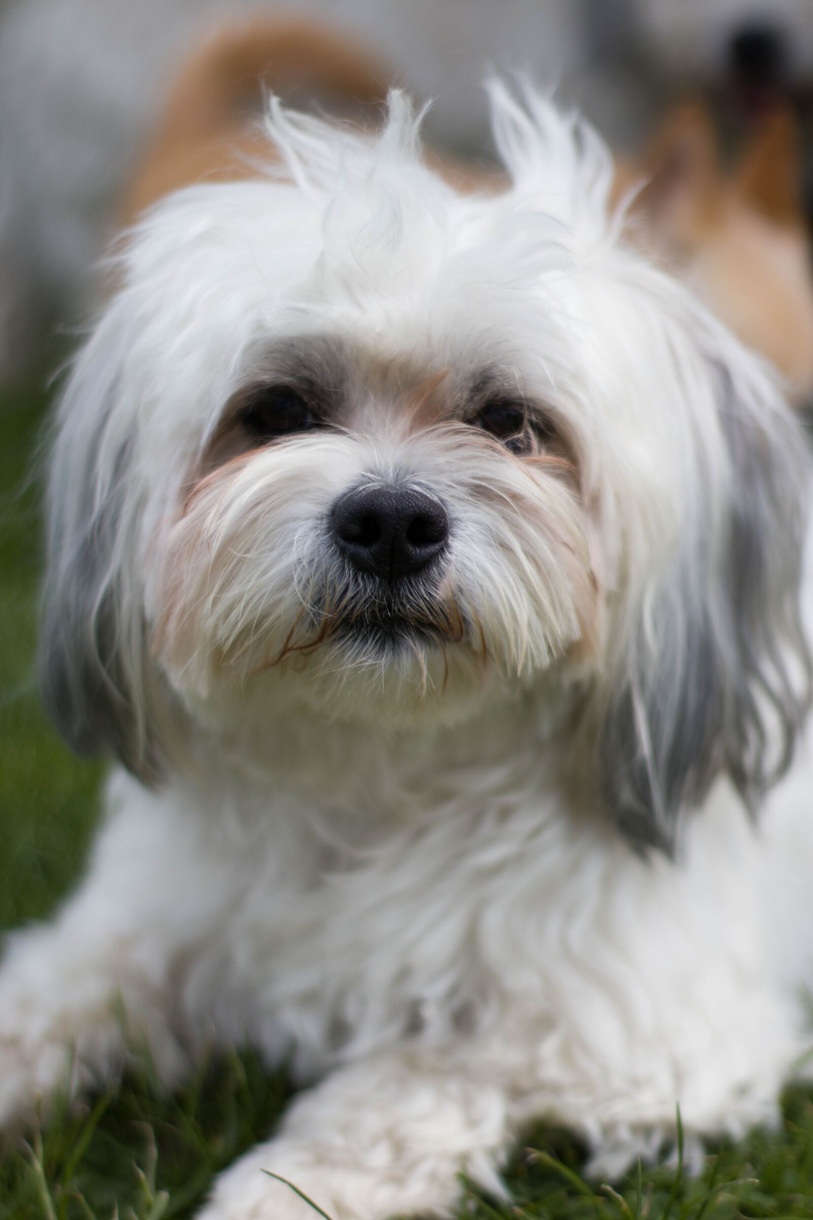 Canon EOS M50 (EOS Kiss M) sample photo. Dog, animal, pet photography