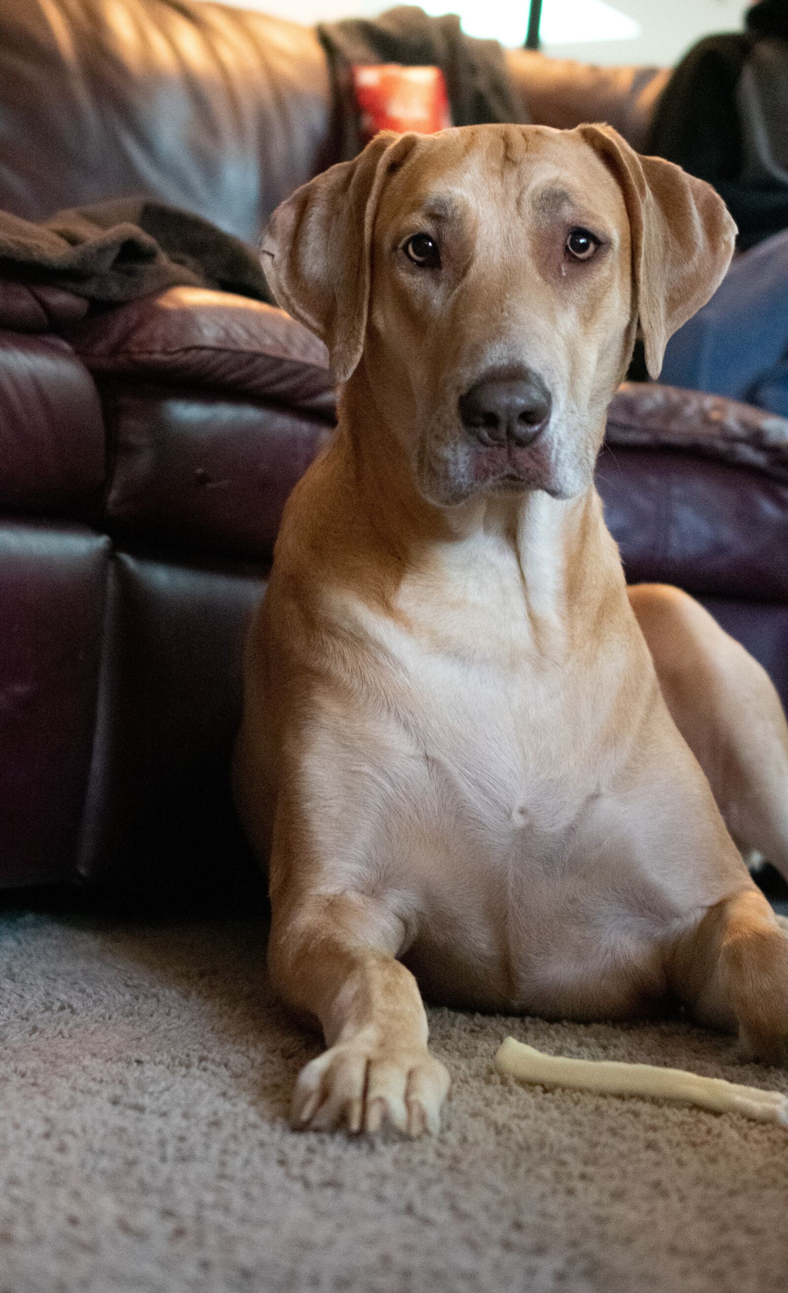 Nikon D3400 sample photo. Great dane, dog, animal photography