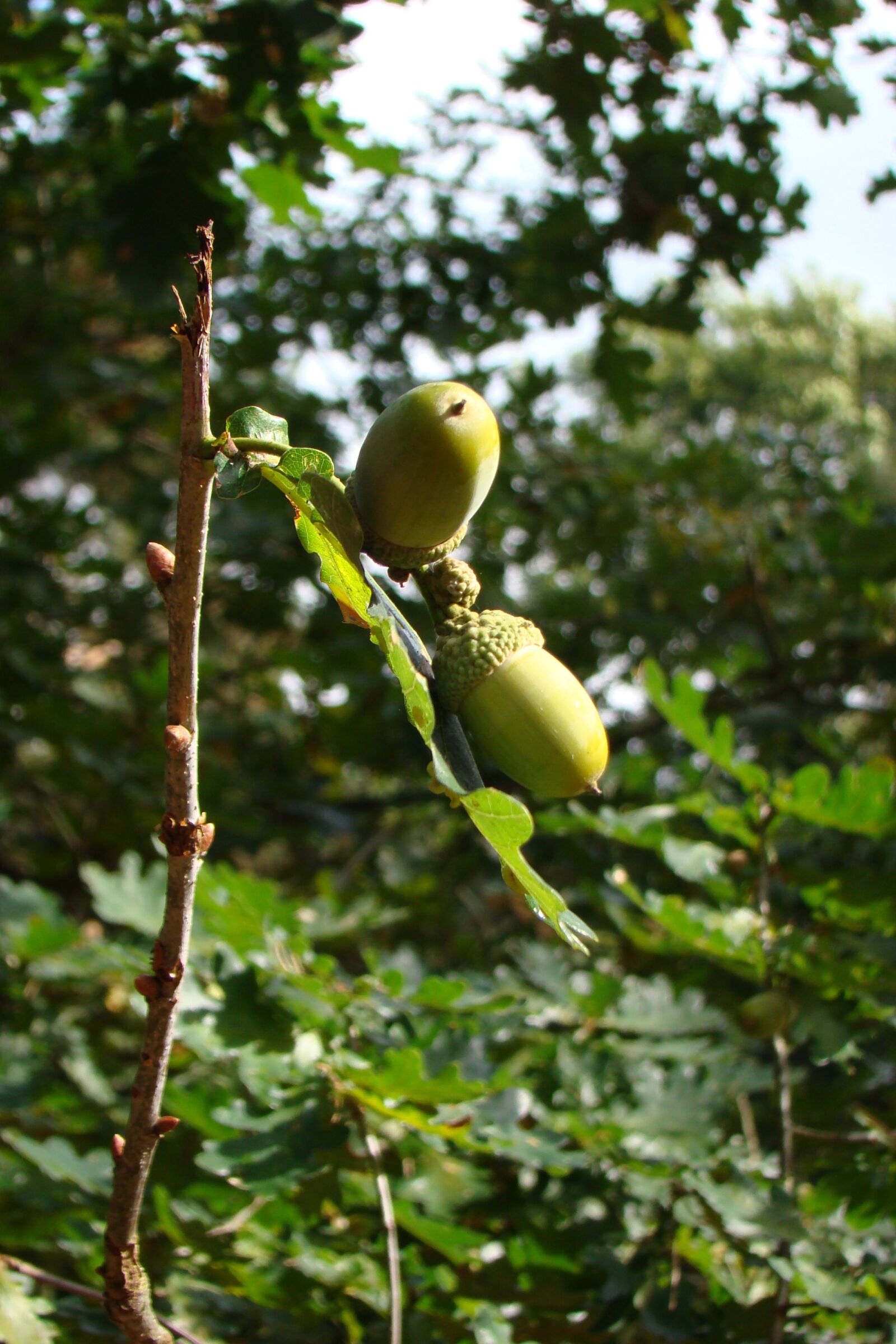 Sony DSC-H7 sample photo. Autumn, acorns, forest photography