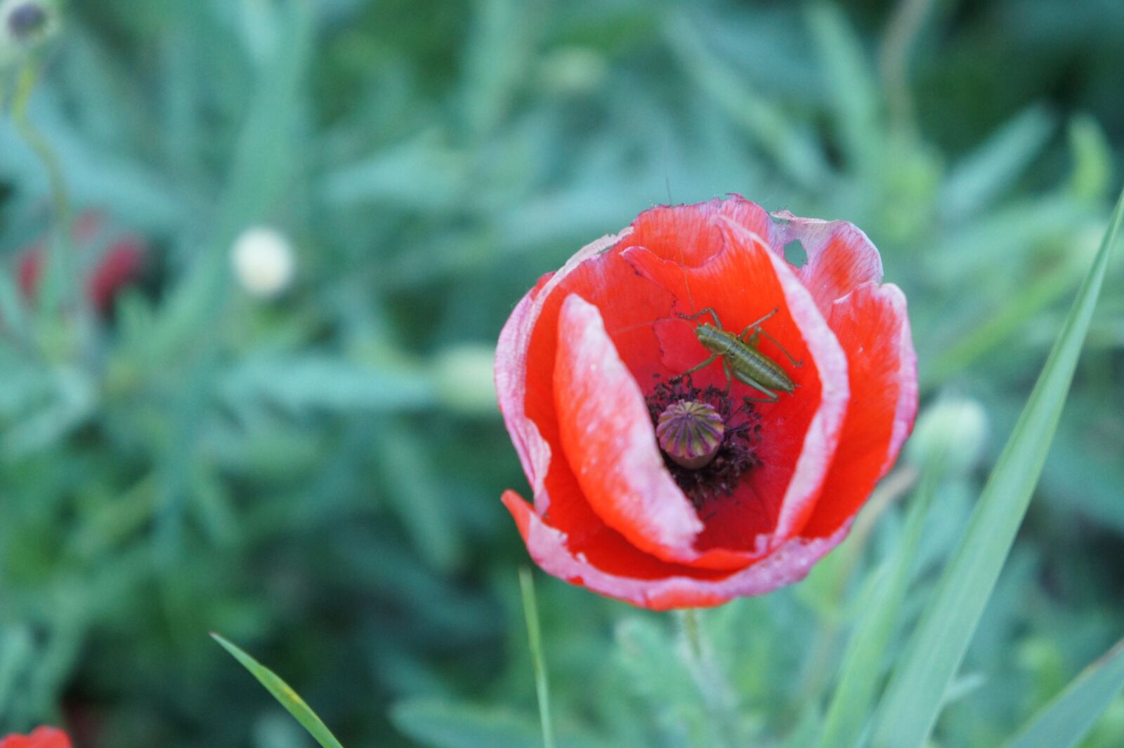 Sony Alpha NEX-3 + Sony E 18-55mm F3.5-5.6 OSS sample photo. Flower, poppy, poppy flower photography