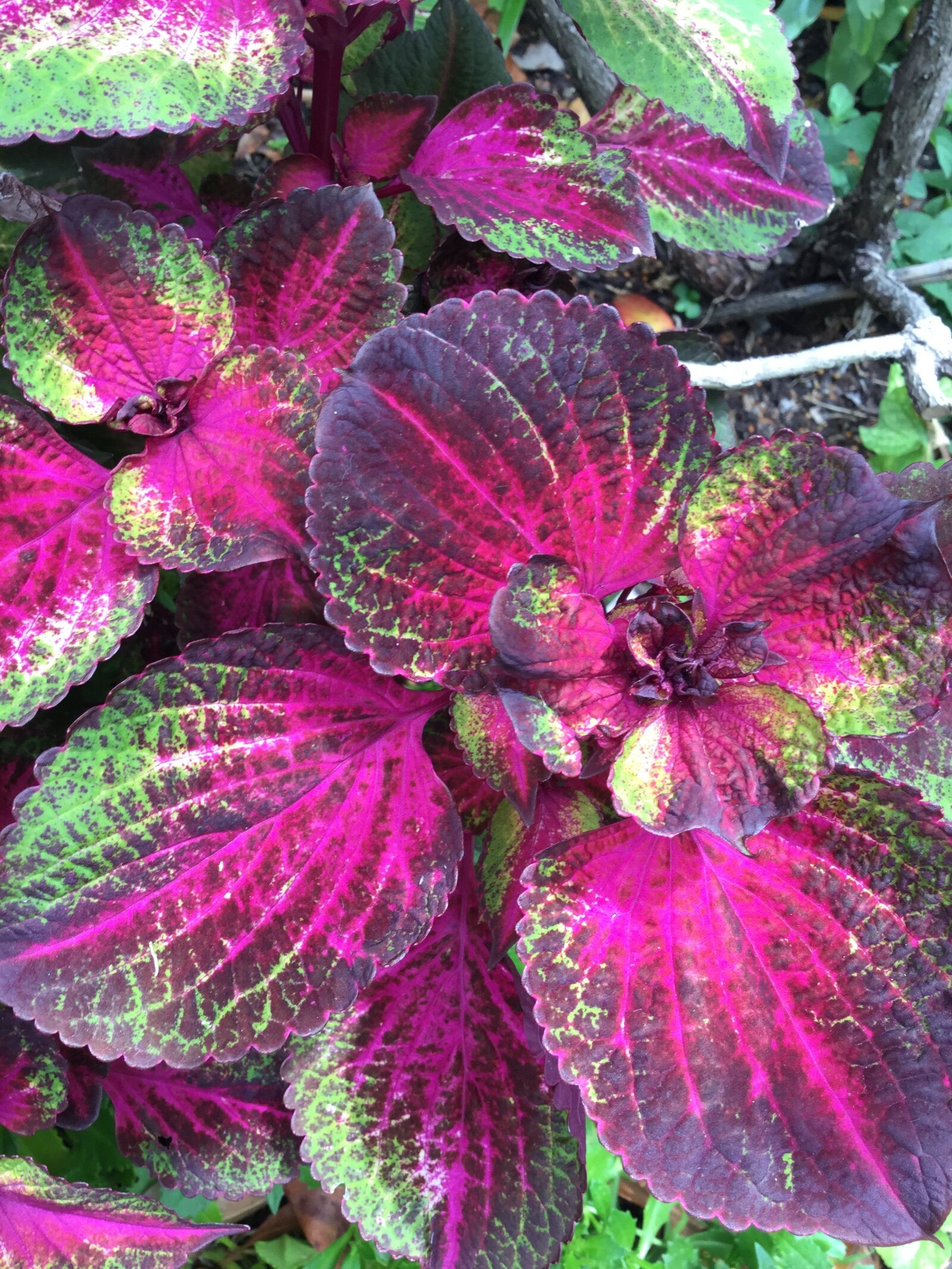 Apple iPod touch sample photo. Plant, exotic, bush photography