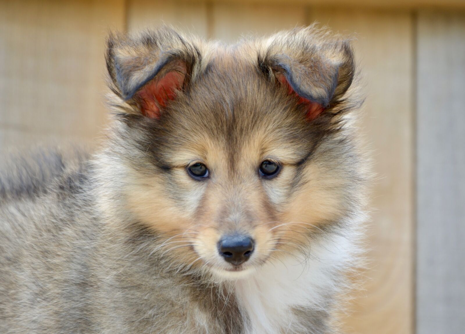 Nikon D5200 sample photo. Puppy, dog, young male photography