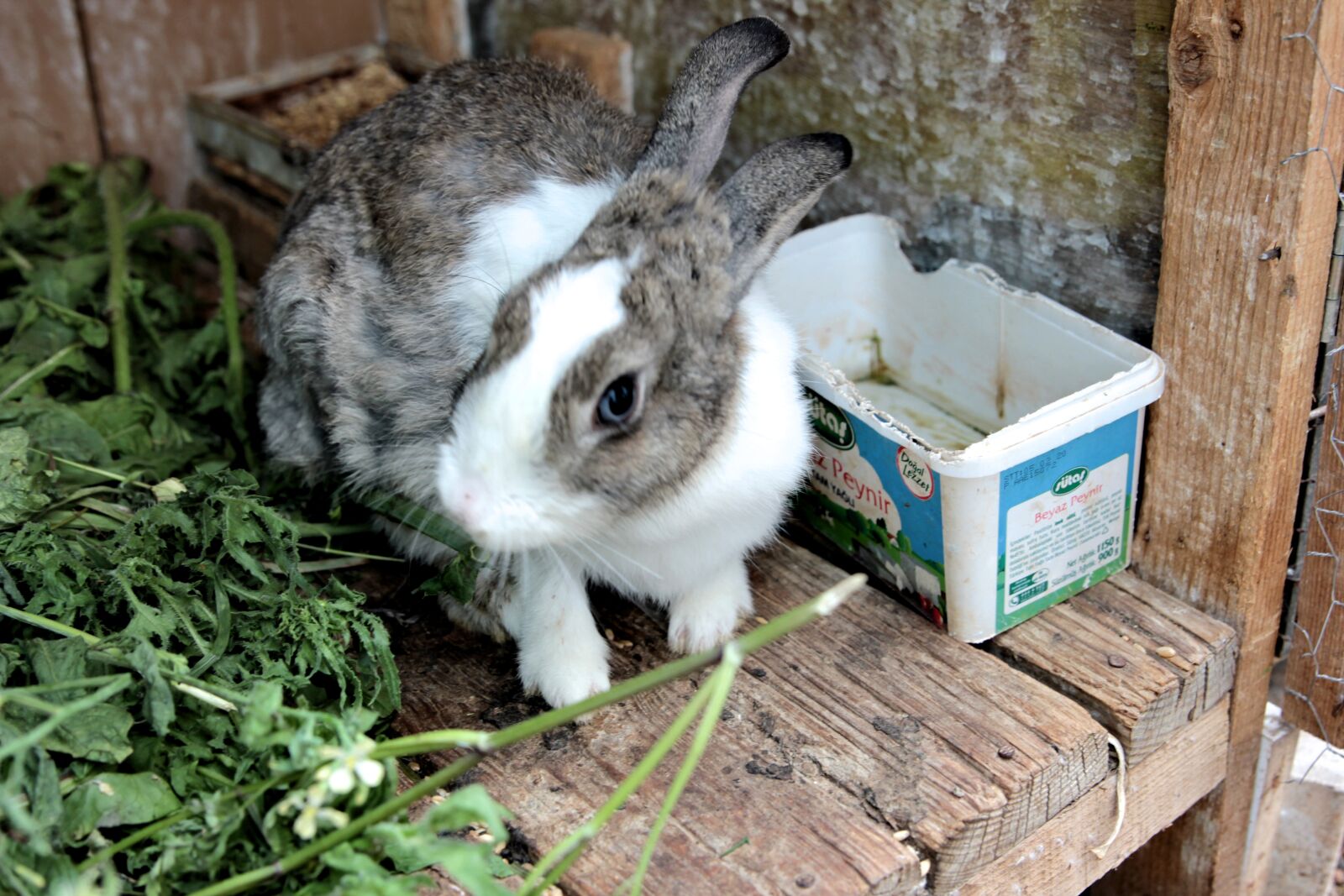Canon EOS 550D (EOS Rebel T2i / EOS Kiss X4) sample photo. Rabbit, mammal, animal photography