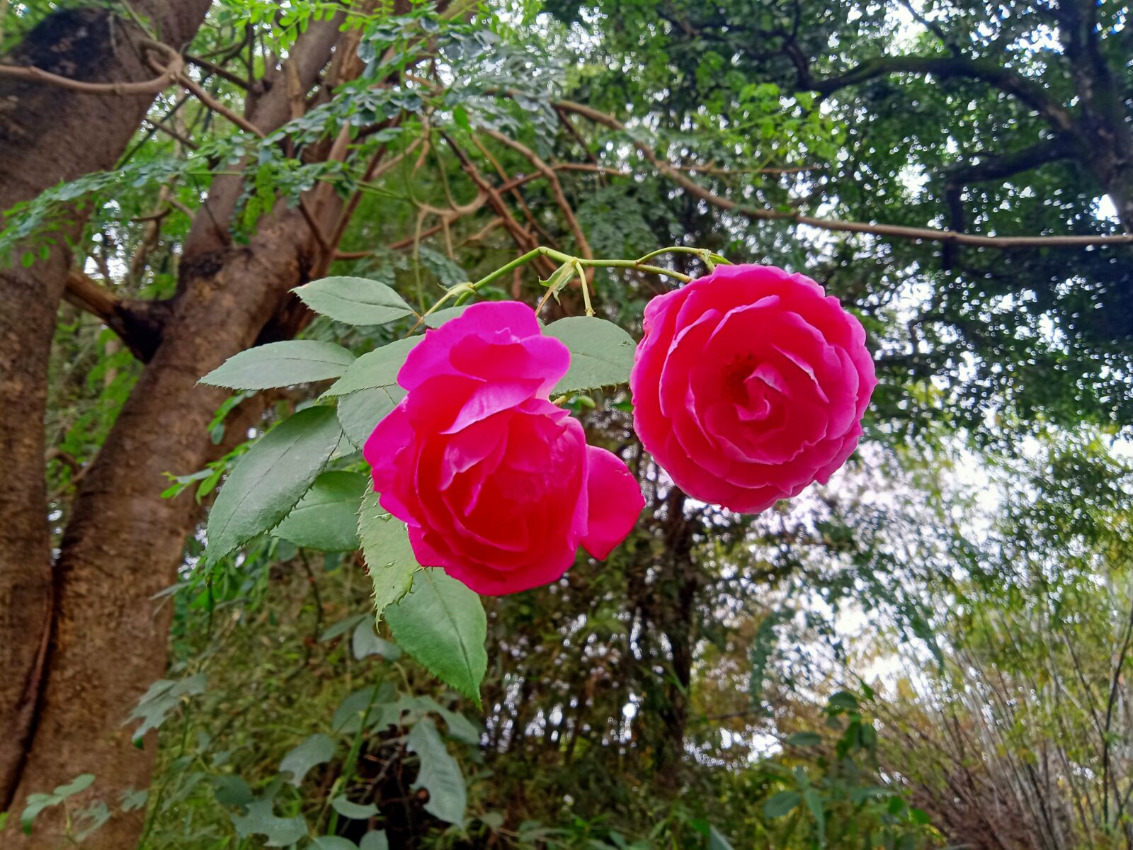 Realme C2 sample photo. Rose, flower, roses photography
