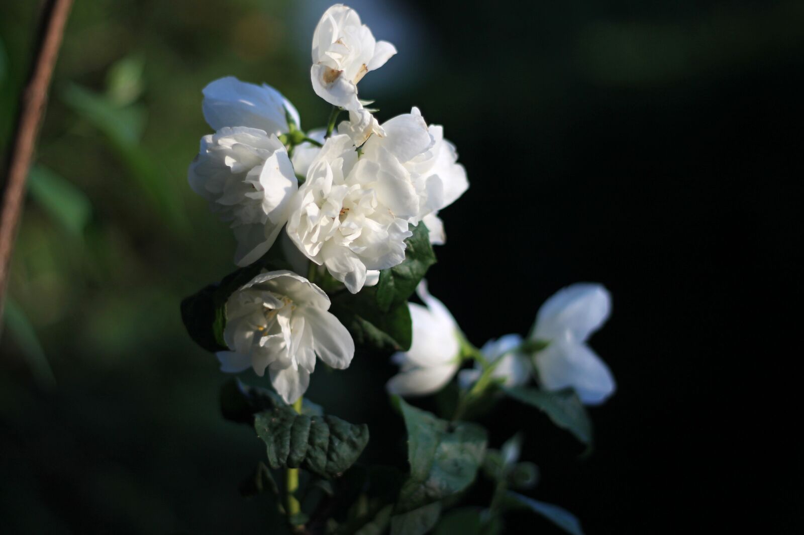 Canon EOS 1100D (EOS Rebel T3 / EOS Kiss X50) + Canon EF 50mm F1.8 II sample photo. Jasmine, flower, fragrance photography