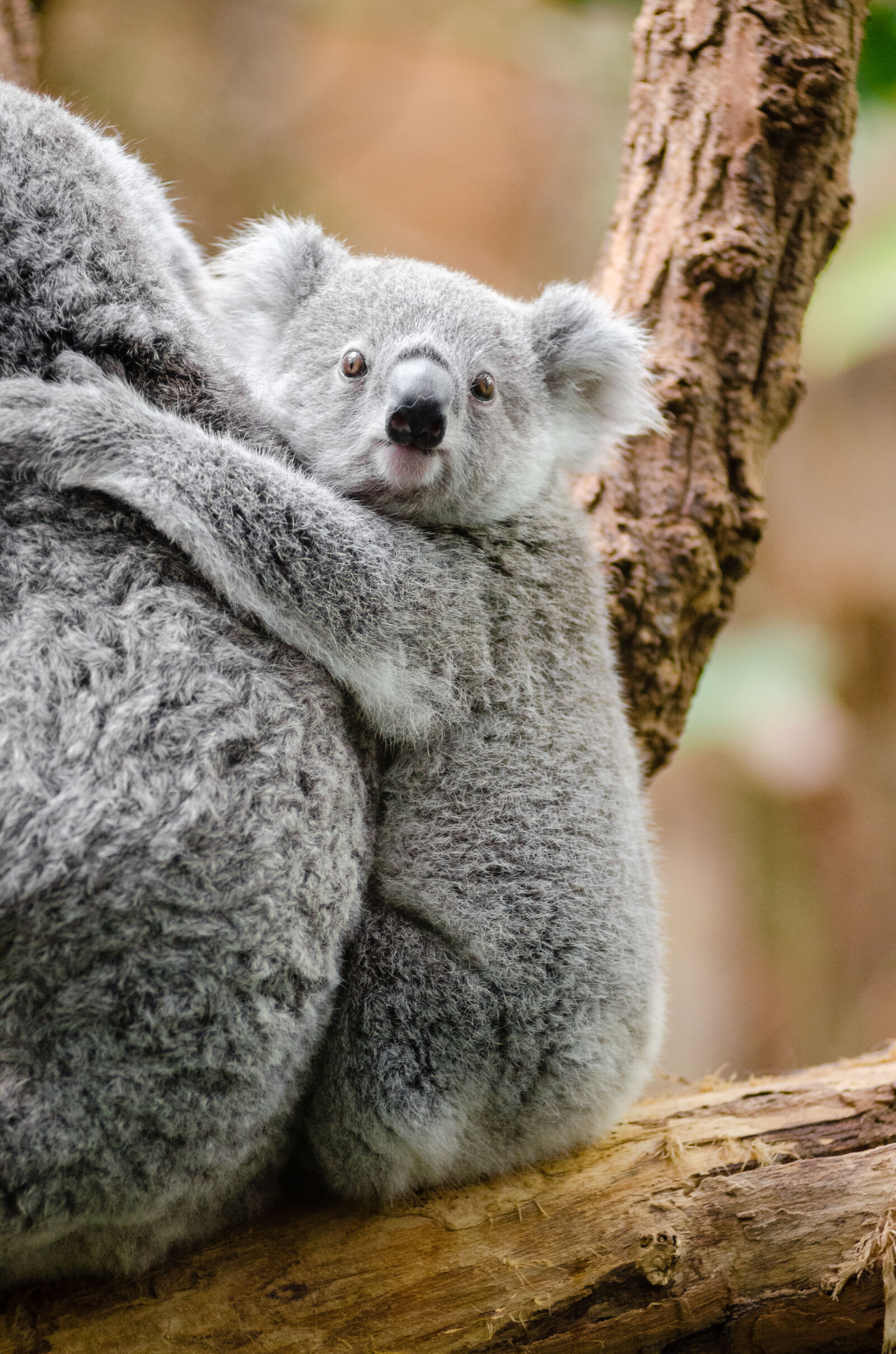 AF Zoom-Nikkor 80-200mm f/2.8 ED sample photo. Grey, koala photography