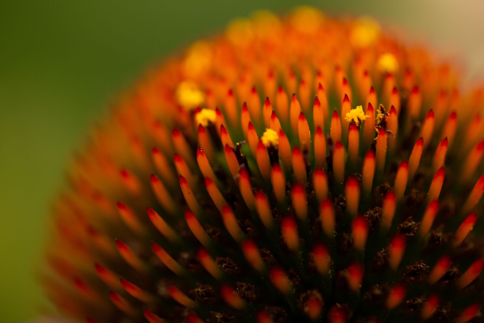 Canon EF 100mm F2.8L Macro IS USM sample photo. Sun hat, orange, flower photography