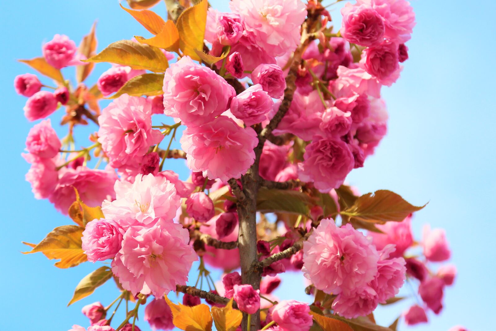 Canon EF 24-105mm F4L IS USM sample photo. Flowers, cherry, spring photography