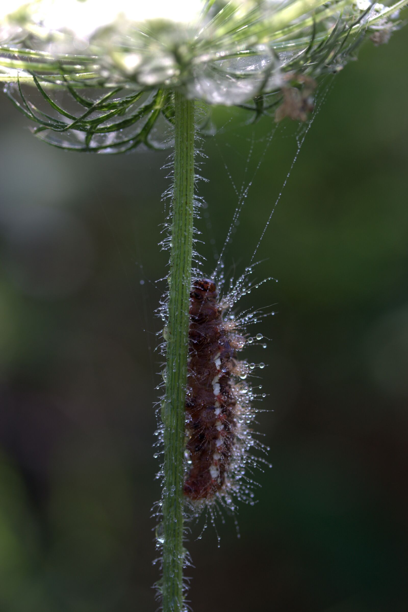 Canon EF-S 60mm F2.8 Macro USM sample photo. Caterpillar, the larva, wet photography