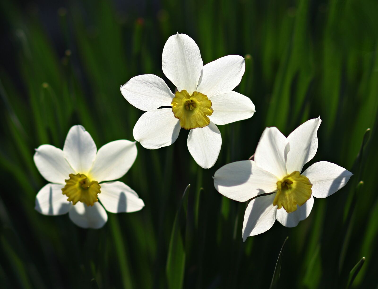 Canon EF 85mm F1.8 USM sample photo. Daffodils, three, flowers photography