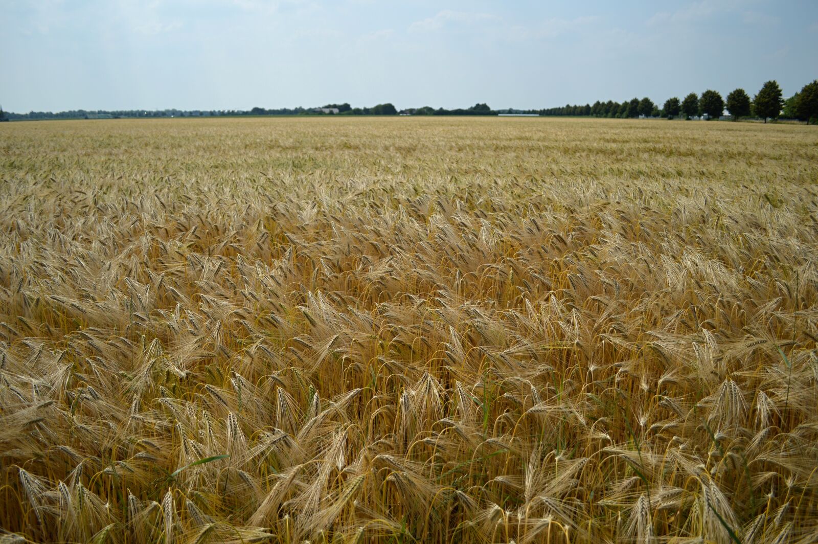 Nikon D3200 sample photo. Field, cereals, summer photography