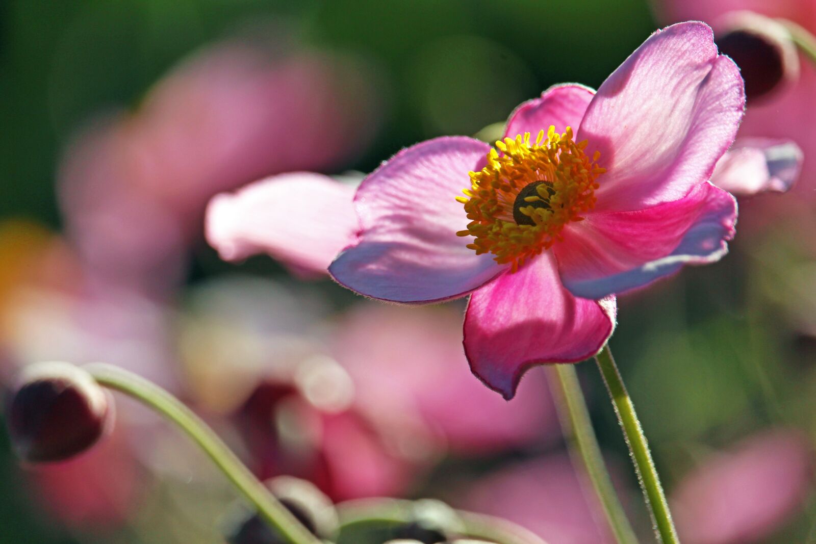 Canon EOS 700D (EOS Rebel T5i / EOS Kiss X7i) + Canon EF-S 55-250mm F4-5.6 IS STM sample photo. Anemone, pink anemone, flower photography