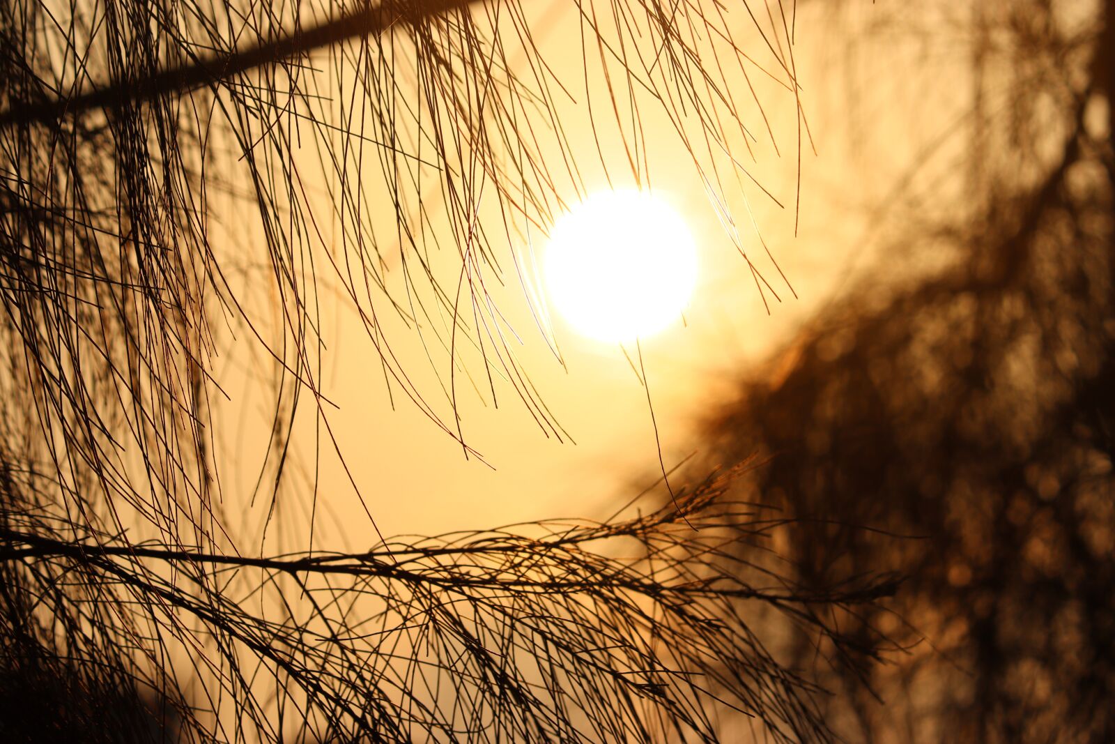 Canon EOS 250D (EOS Rebel SL3 / EOS Kiss X10 / EOS 200D II) sample photo. Sunset, sun, sky photography