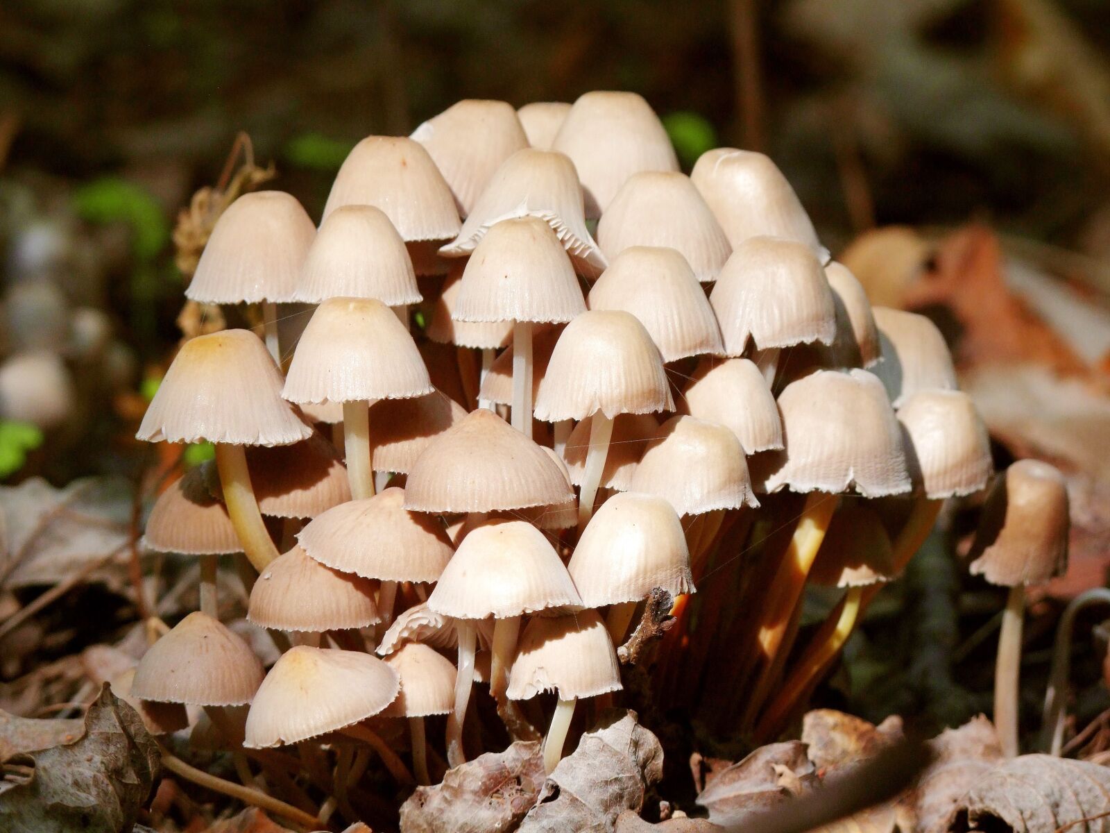 Fujifilm FinePix S100fs sample photo. Fungi, forest, silence photography