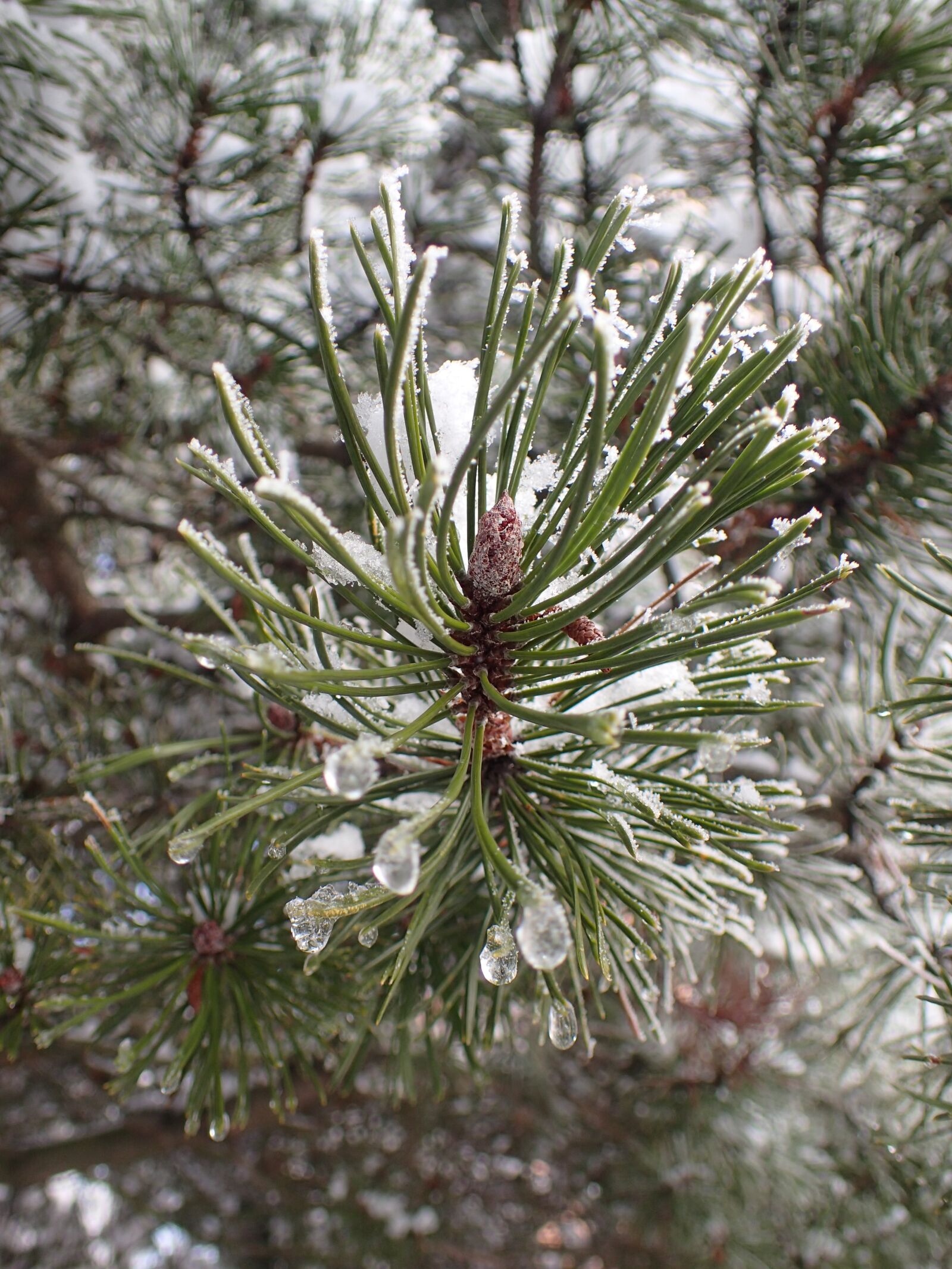 Olympus TG-4 sample photo. Winter, branch, pine photography