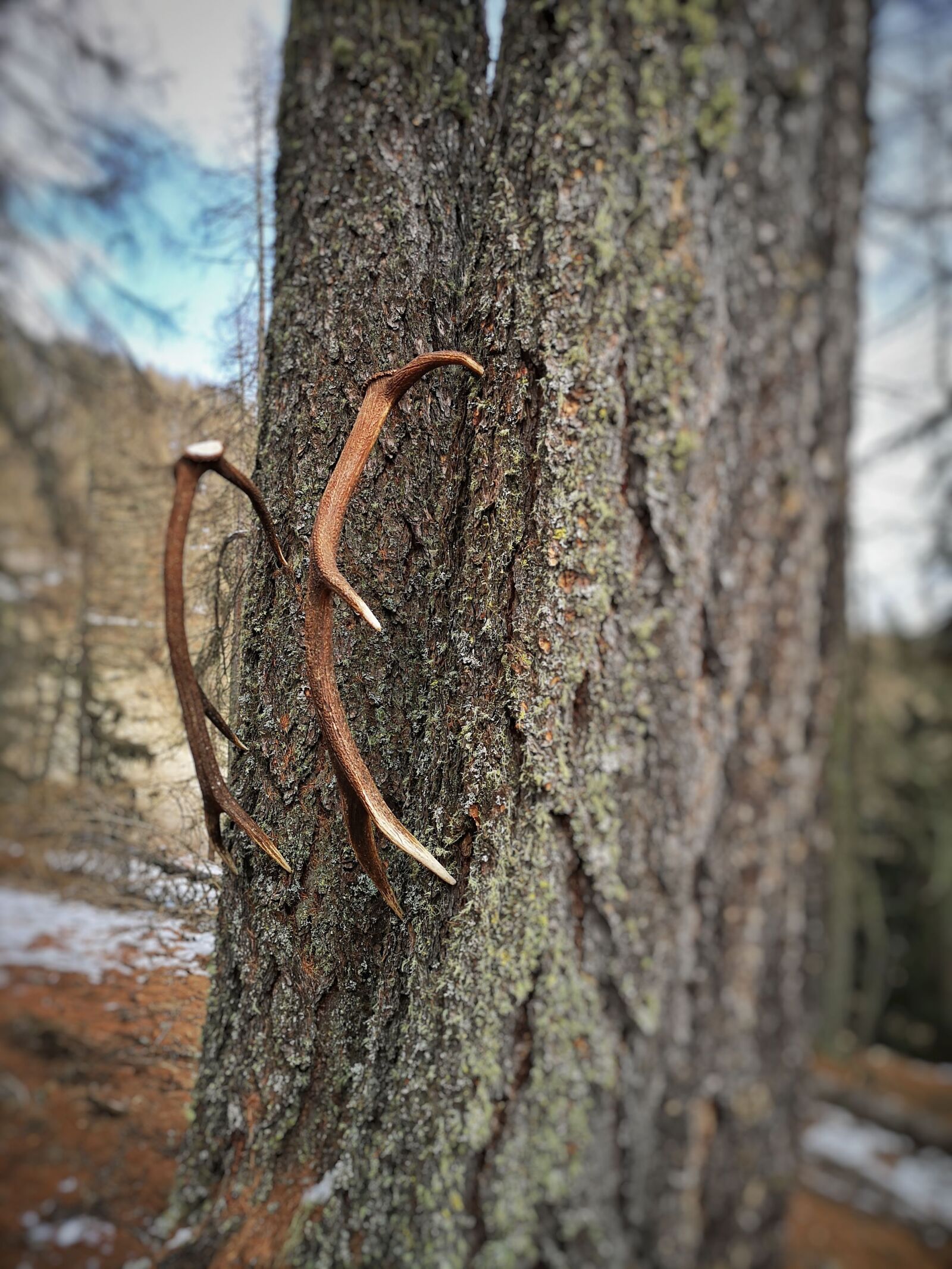 HUAWEI CLT-L09 sample photo. Antlers, deer, forest photography