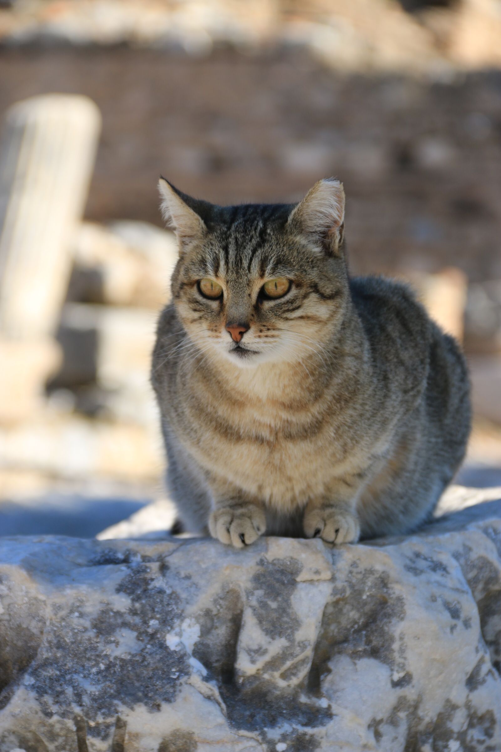 Canon EF-S 18-135mm F3.5-5.6 IS sample photo. Cat, animal, animal portrait photography