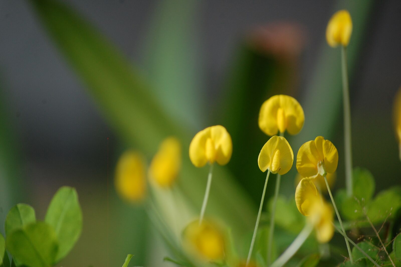Nikon D40 sample photo. Flowers, nature, rose photography