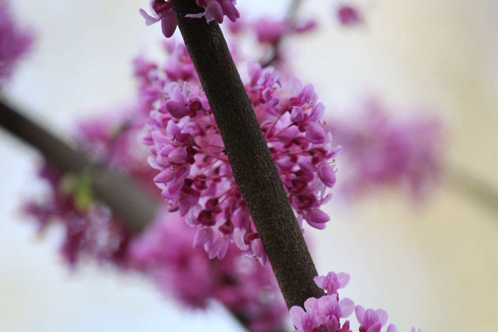 Canon EOS 600D (Rebel EOS T3i / EOS Kiss X5) sample photo. Flower, nature, plant photography