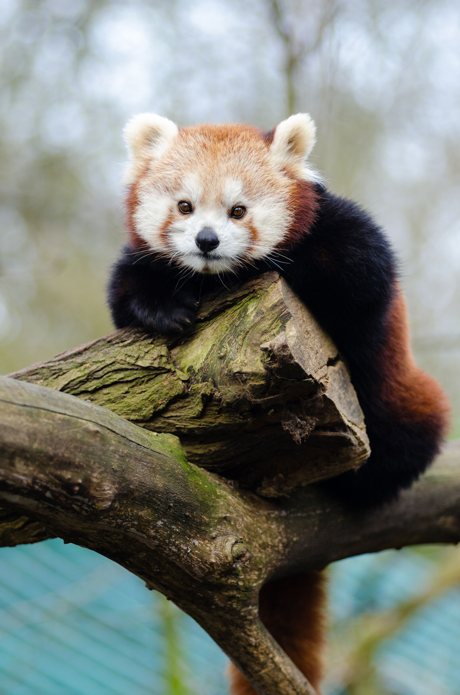 AF Zoom-Nikkor 80-200mm f/2.8 ED sample photo