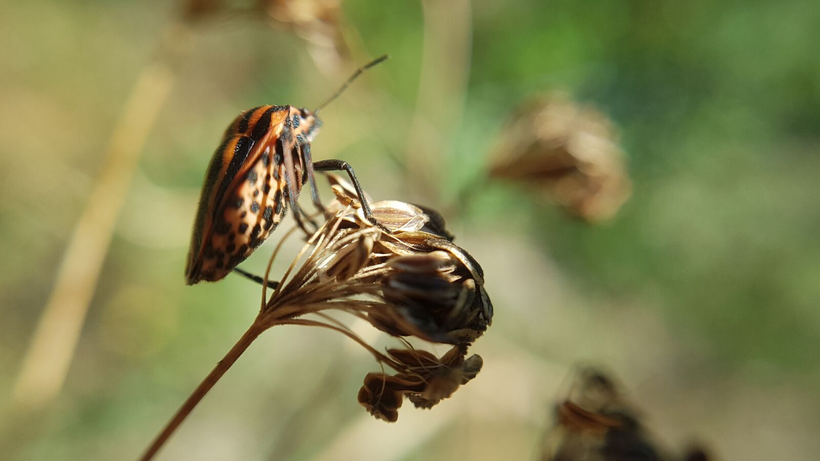 Samsung Galaxy S8 sample photo. Macro, animal, nature photography
