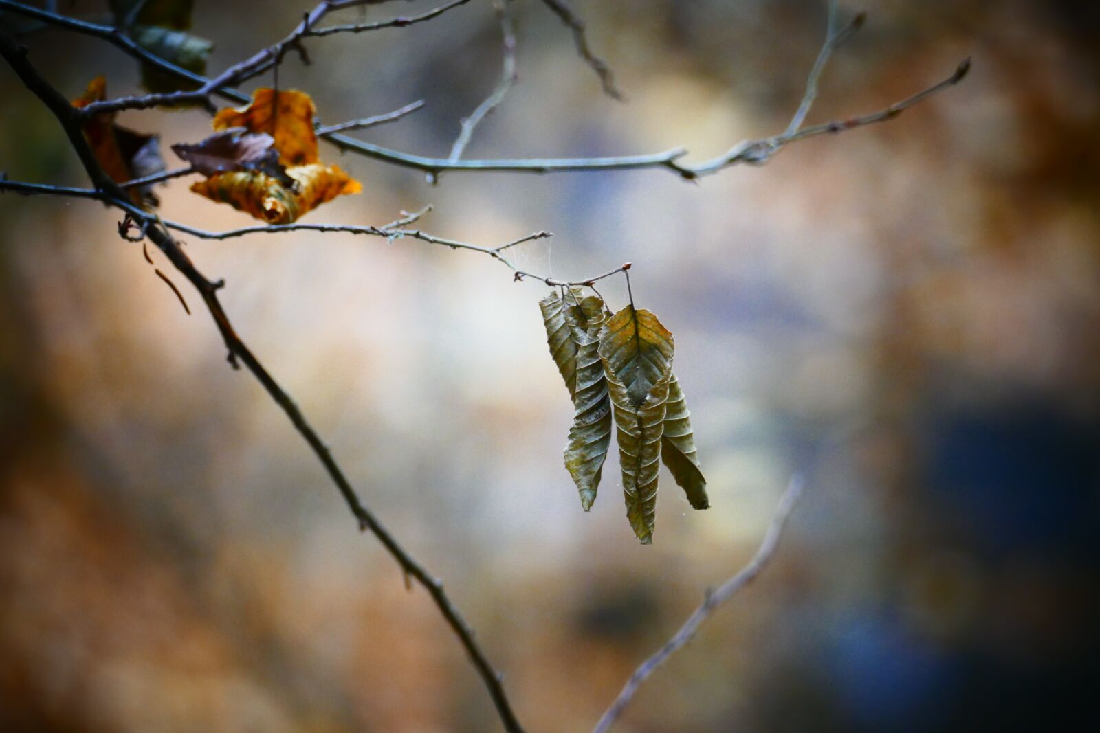 Panasonic Lumix DMC-FZ1000 sample photo. Fall foliage, leaf, autumn photography