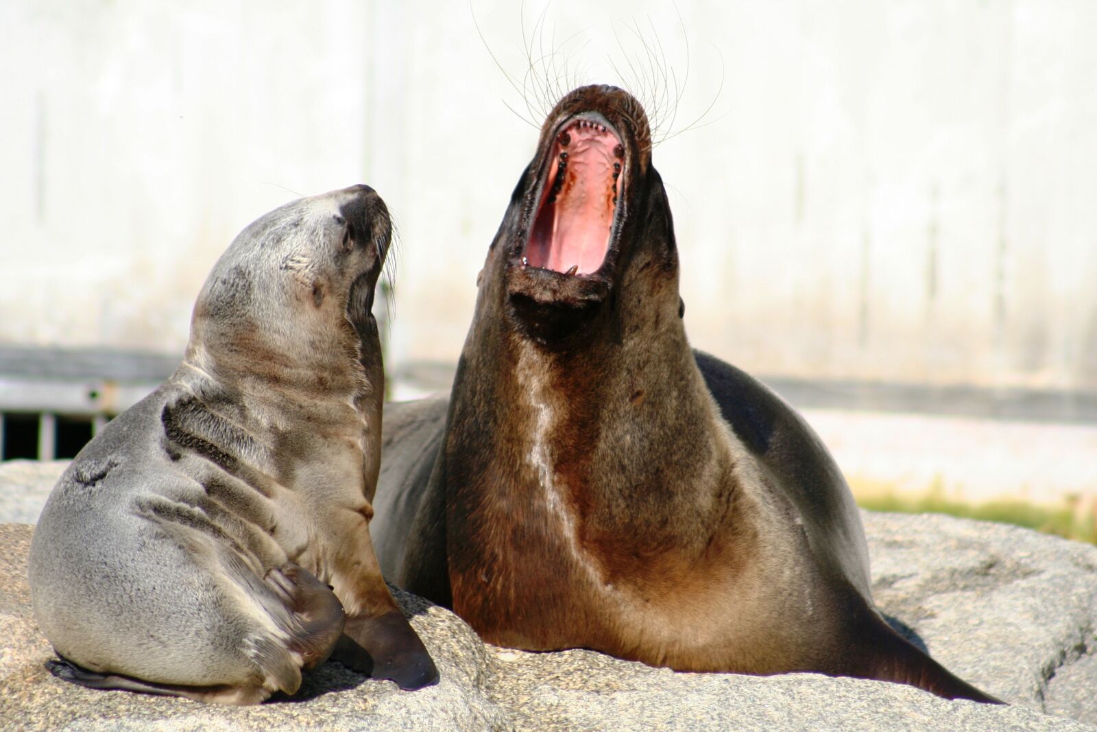 Canon EOS 350D (EOS Digital Rebel XT / EOS Kiss Digital N) sample photo. Seal, sea lion, robbe photography