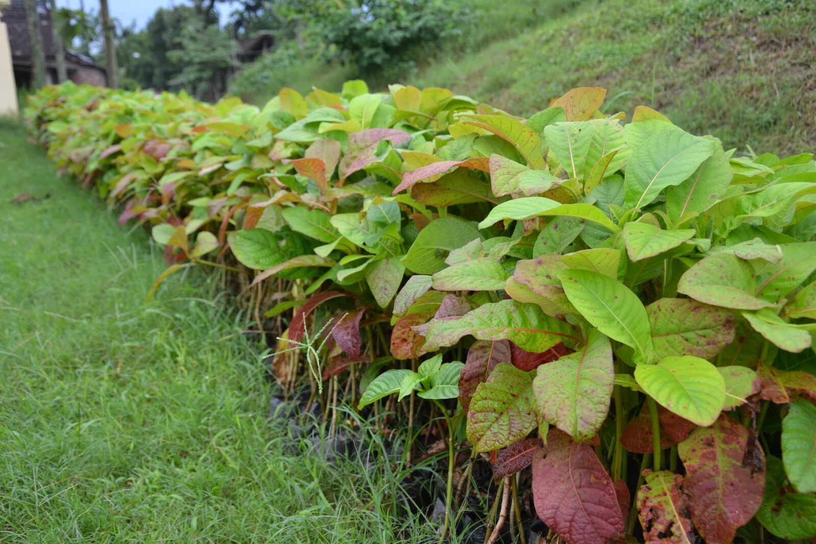 Nikon D3100 sample photo. Nature, green, plant photography