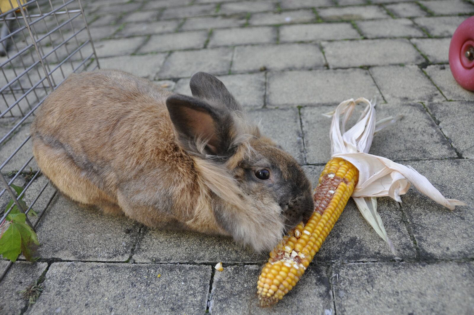Nikon D90 sample photo. Rabbit, corn, vegetables photography