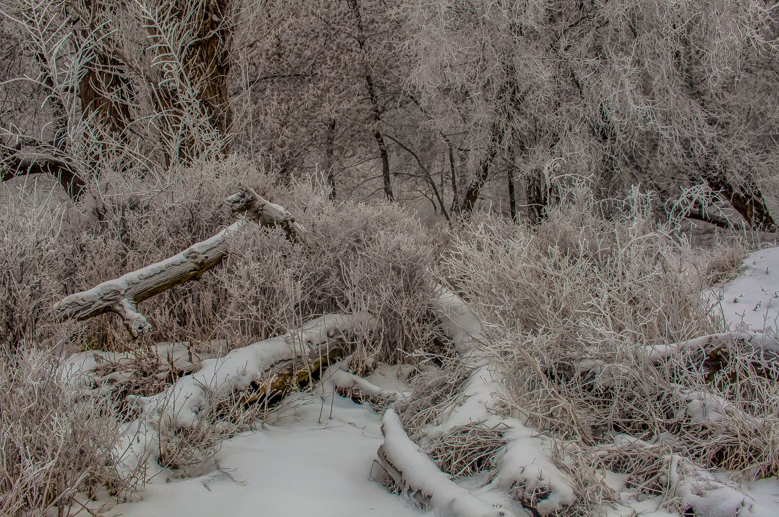 Nikon D90 sample photo. Logs, forest, snow photography
