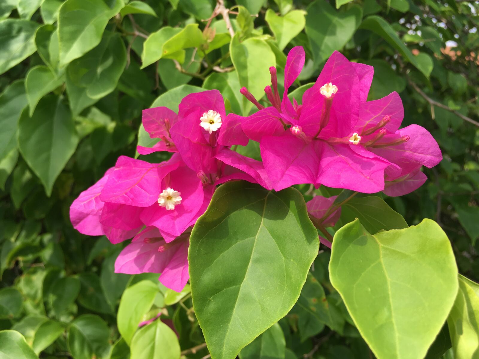 iPhone SE back camera 4.15mm f/2.2 sample photo. Flowers, pink, green photography