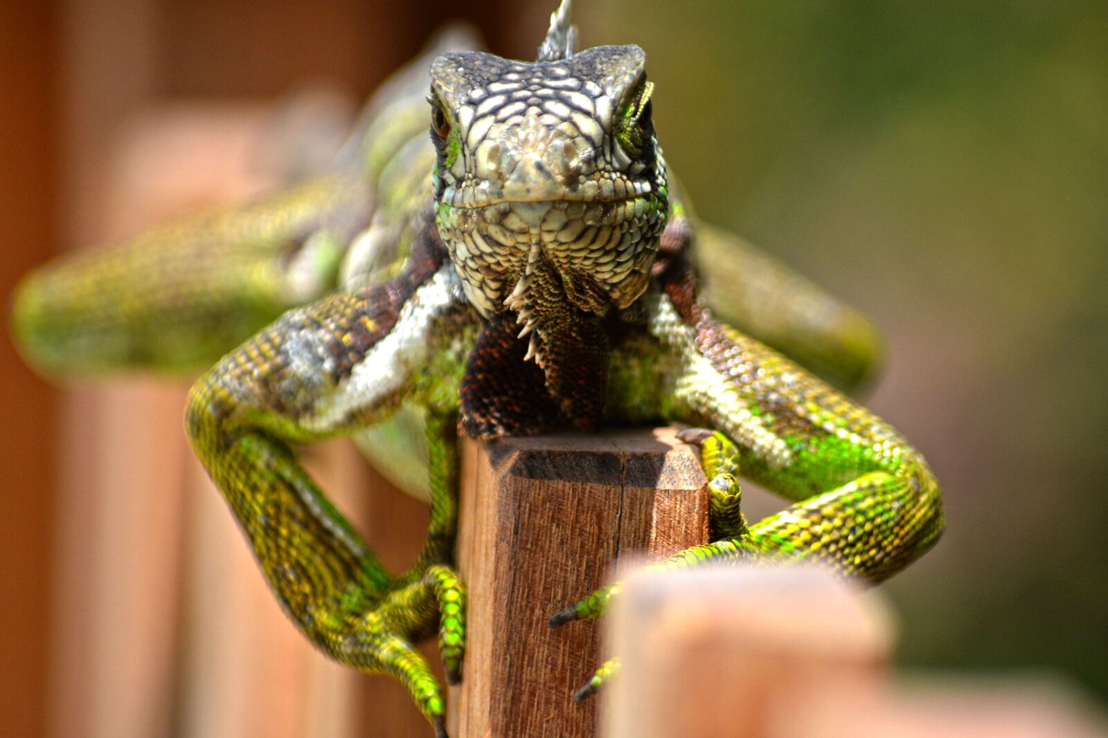 Nikon D7100 sample photo. Wild life, animalia, reptilia photography