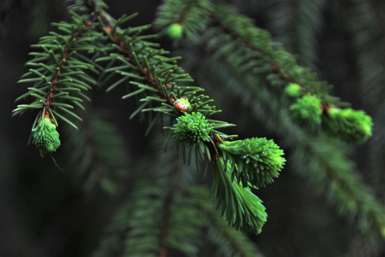 Canon EOS 600D (Rebel EOS T3i / EOS Kiss X5) + Canon TS-E 90mm F2.8 Tilt-Shift sample photo. Spruce, christmas tree, needles photography