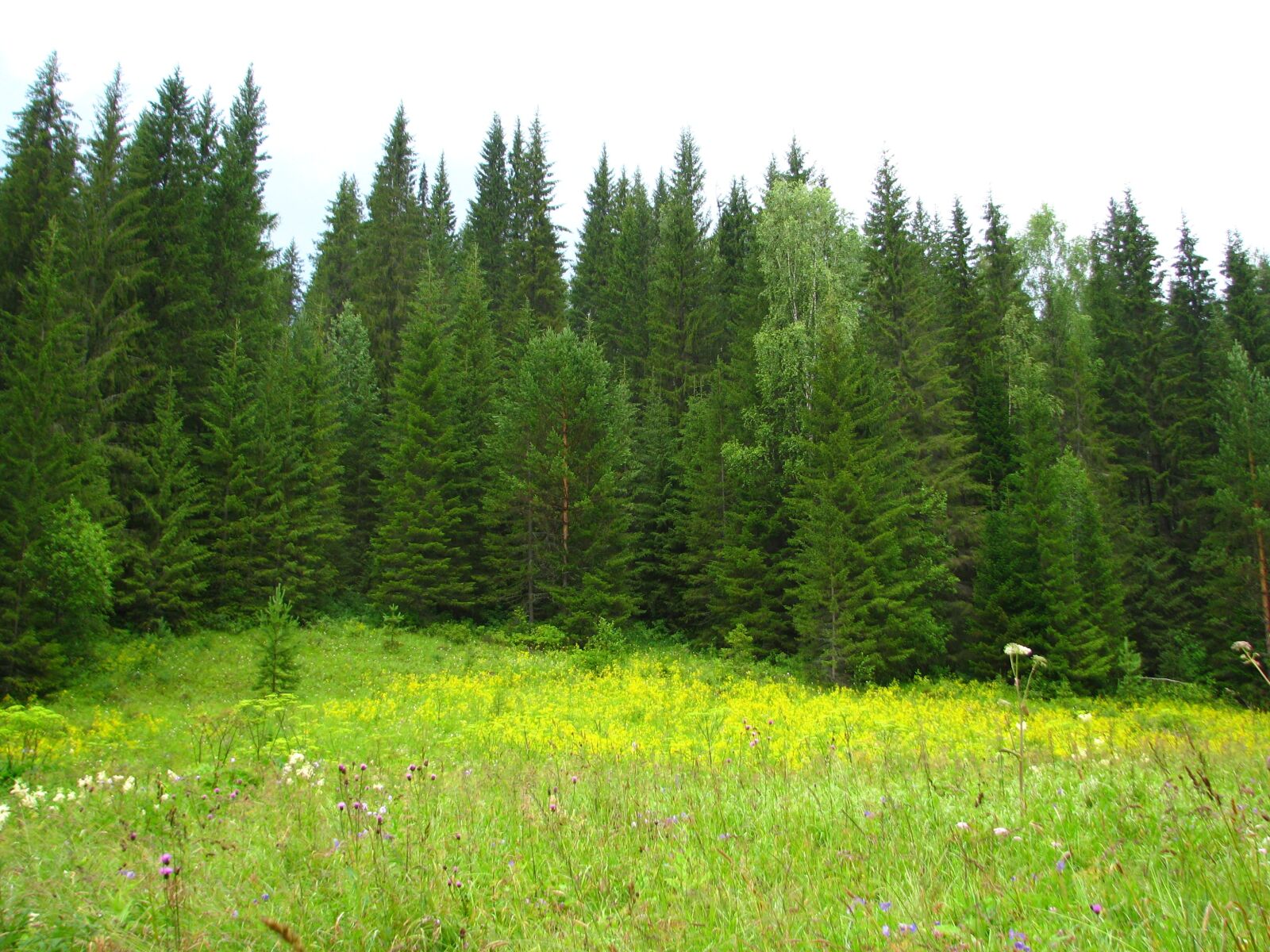 Canon POWERSHOT S5 IS sample photo. Forest, nature, summer photography