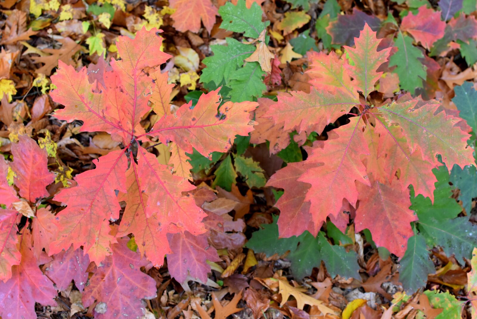 Nikon D7200 sample photo. Autumn, season, fall colors photography