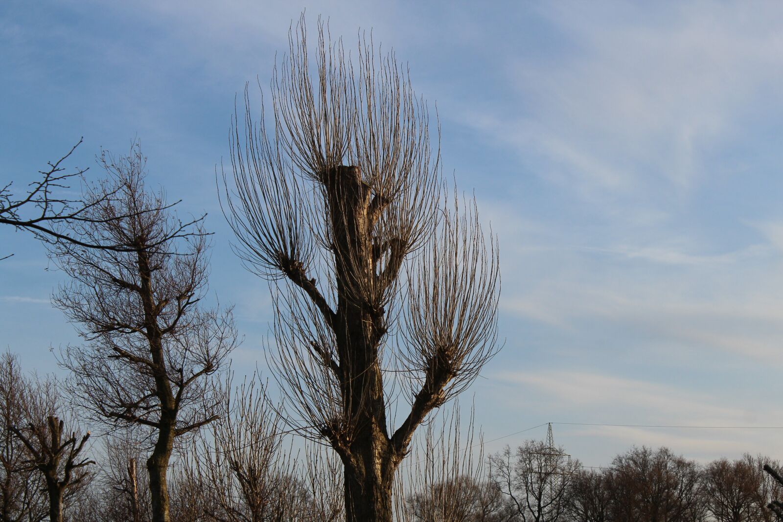 Canon EOS 600D (Rebel EOS T3i / EOS Kiss X5) sample photo. Trees, tree, kahl photography