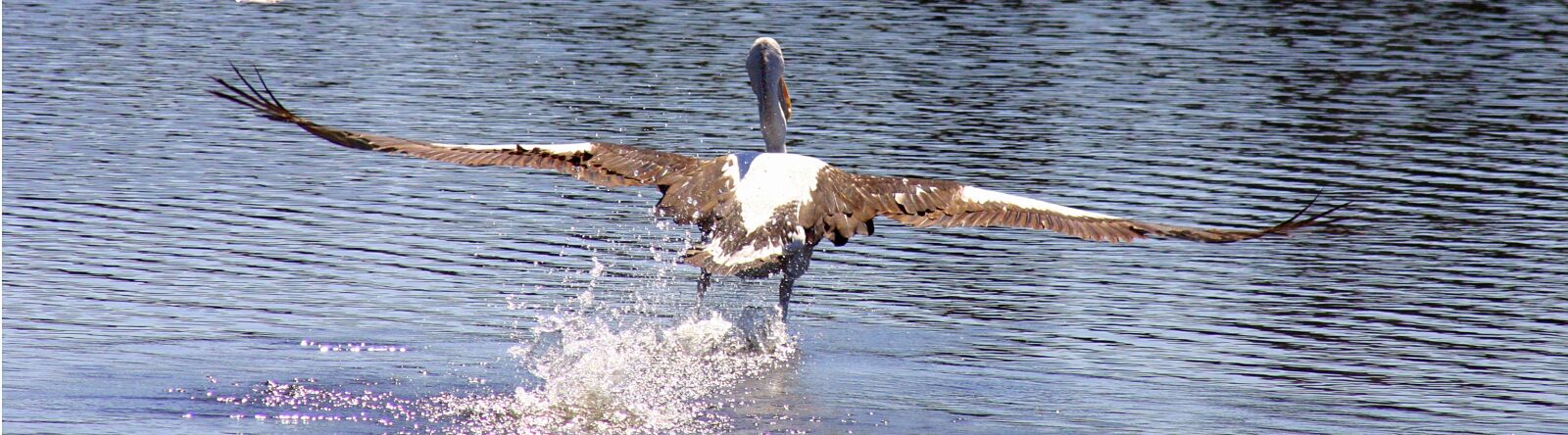 Canon EOS 300D (EOS Digital Rebel / EOS Kiss Digital) sample photo. Pelican, bird, wings photography