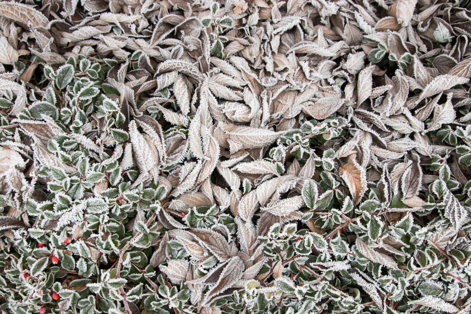 Canon EOS 80D sample photo. Ice, leaves, frozen photography